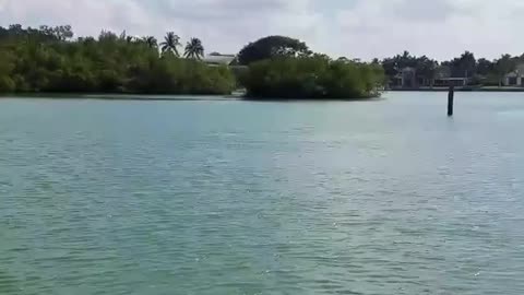 Dolphins playing