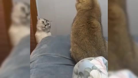 The kitten wants the friend's attention