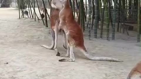 kangaroo fighting😂😂it's so very funny