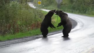 Epic grizzly bear fight! 😱😱😱