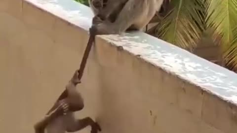 Monkey protects its Baby