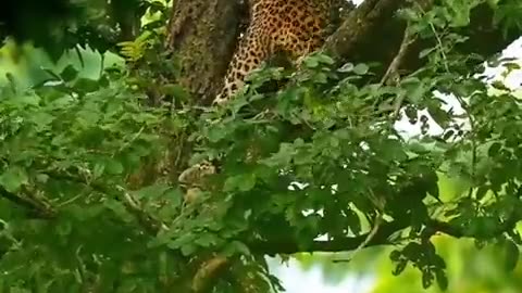 Lovely video of a leopard from Kabini by Durgaprasad P