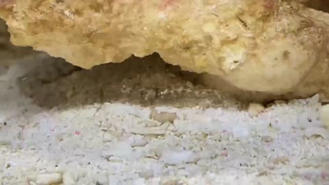 Mysid hiding in the sand