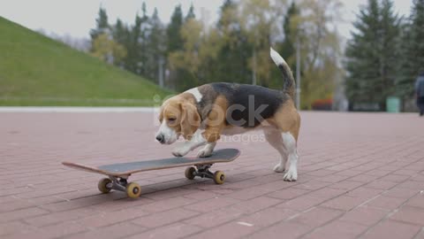 #funny dog skating. #Expert in skating, hard worked and amazing skating skills than human.