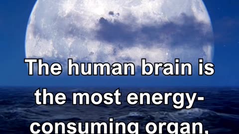 The human brain is the most energy-consuming organ, accounting for about 20% of the body