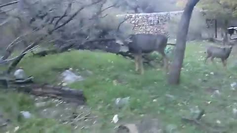 Idiot gets too close to Deer and.....
