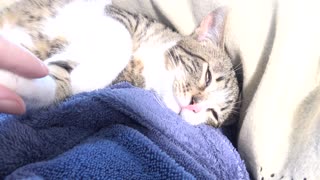 Adorable Little Cat Purrs In Mom's Arms