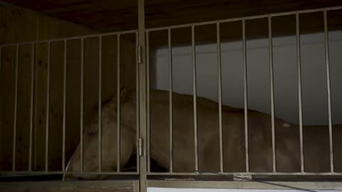 horse in the stall. Sad horse stay alone in the stall