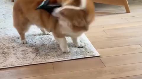 Angry Corgy Part 2
