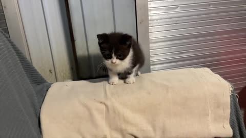 Shy little cat