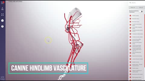Canine hindlimb vasculature - 3D Veterinary Anatomy & Learning IVALA