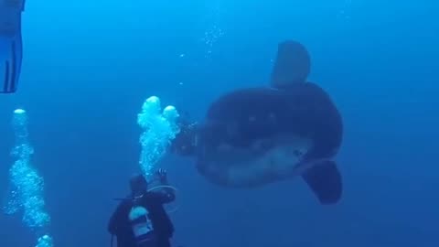 Terrifying Ocean Mystery The Giant Ocean Sunfish Unveiled