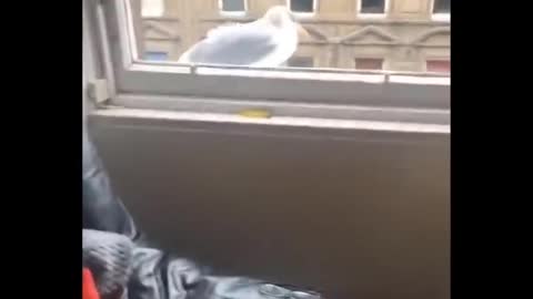 funny seagull