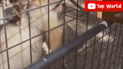 Goats Screaming Like Humans, Try Not to Laugh 🐐