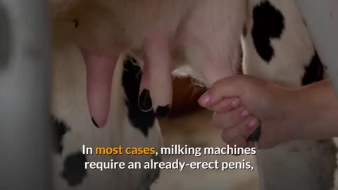 Milking Machines Can Be Fun But Beware a Sore Penis