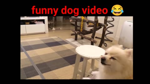 Funny dog videos compilation 2023 ♥ Dog barking sound - Funny dogs