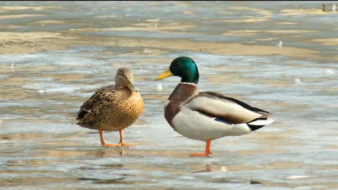 A pair of mandarin ducks inseparable