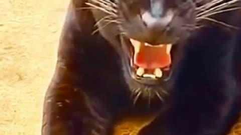 Baghera Ki Awaz|Real Sound of Black Jaguar So Dangerous #Shorts