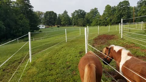 B2 Bomber Horse Flies