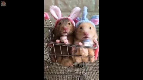 So cute animals - hamster