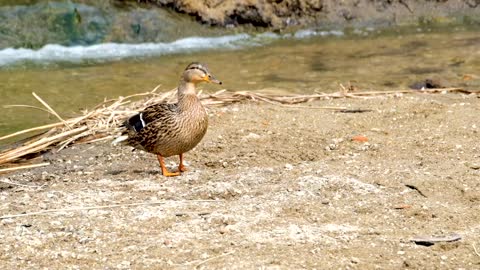 duck-mallard-female-water-bird