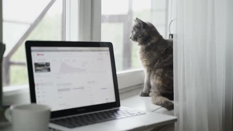 Cat using laptop