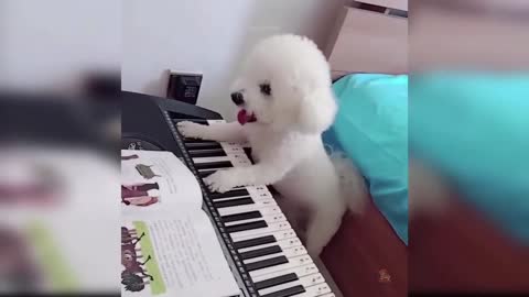 Talented Dog plays the Piano