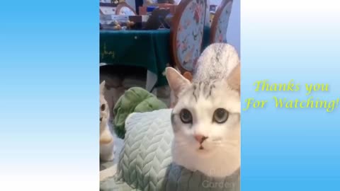 Funny Home Videos of Pets