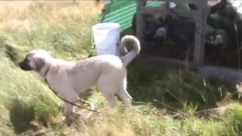 Kangal Dog puppy visits turkeys 2