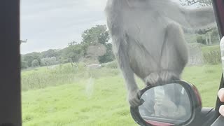 Monkeys Attack Car During Drive-Through Safari