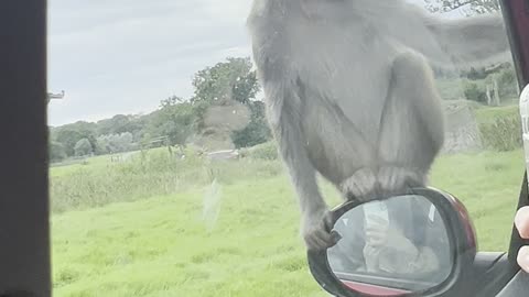 Monkeys Attack Car During Drive-Through Safari