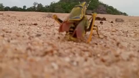 Two Grasshoppers mating together