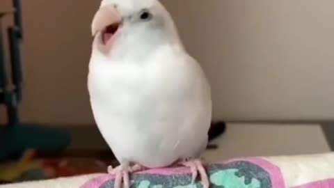 So cute dancing parrot