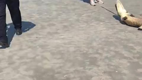 Alligator Captured At The Beach!