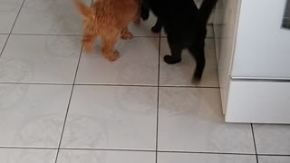 Dolly Doodle meets ollie the cat