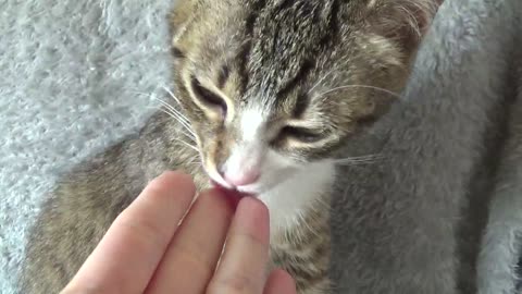 Little Cat Yawns and Licks My Hand