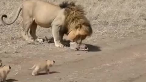 Lion running from cubs