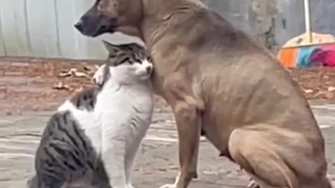 Dog and cat best friends || #shorts #rumbleshorts #funnyvideo