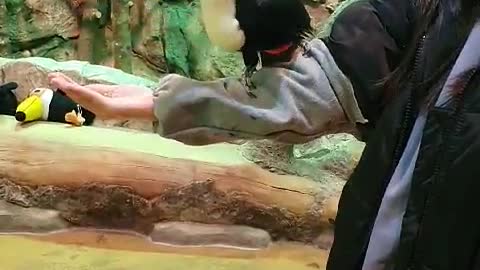 Toko Toucan eats food on his arm.