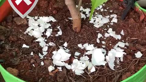 MAGIC OF EGG-SHELLS IN GARDEN | HOW TO USE EGGSHELLS FOR PLANTS?