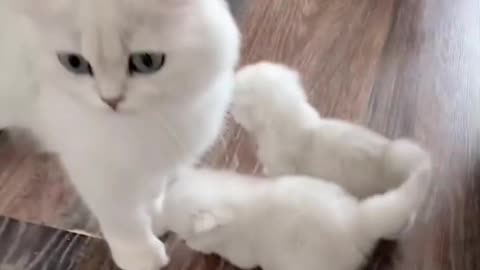 Cat Family | Cute Little Kittens With Mama | Adorable Pets