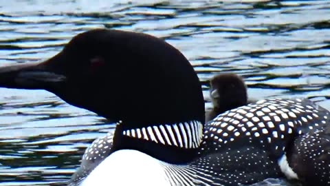 Loon with Chick