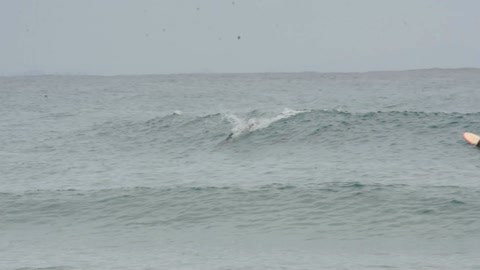 Spectacular Dolphin Surfing at Byron Bay