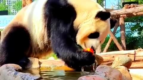 panda animals #shots #cute animals #kungfupanda