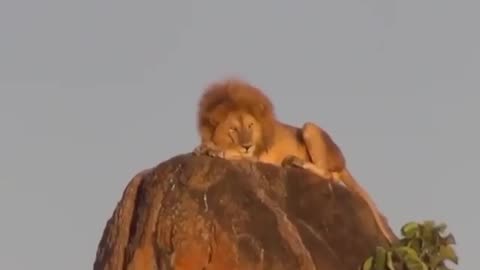 Lion King Conquers the Peak Through the Lens