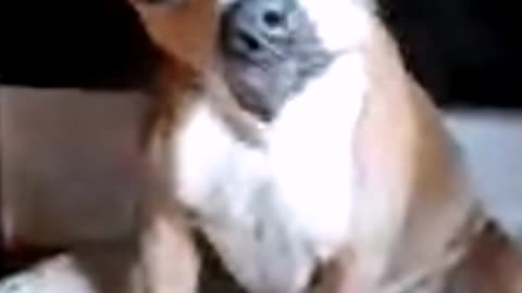 Dog listening to a video call funny amstaff pitbull