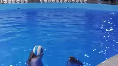 Dolphin Has Tekkers