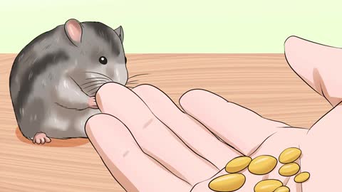How To Handle A Hamster Without Getting Bitten
