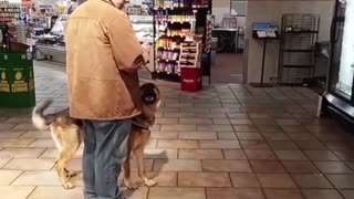 Service dog in public!