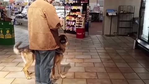 Service dog in public!